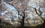 090413_sakura.jpg