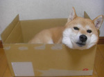091031_hako.jpg